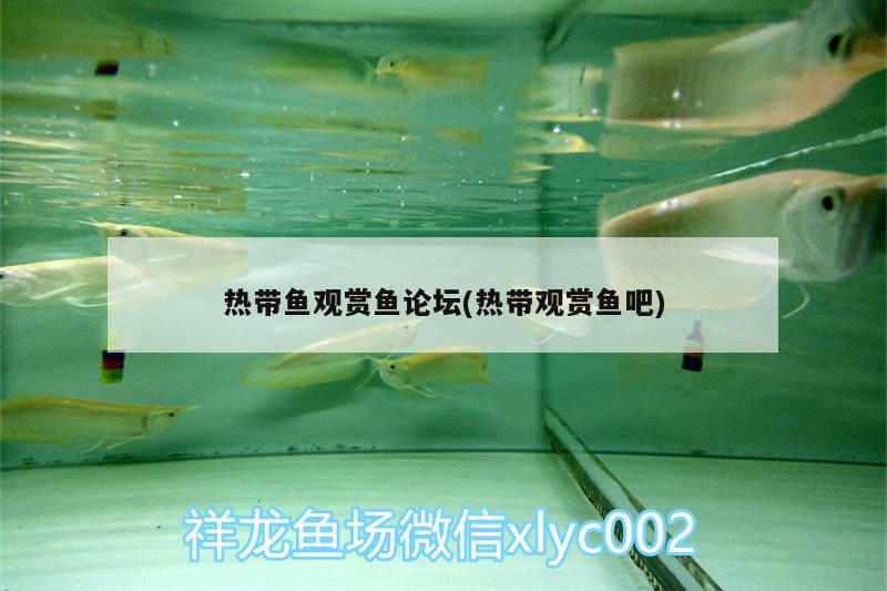 熱帶魚觀賞魚論壇(熱帶觀賞魚吧) 祥龍水族濾材/器材