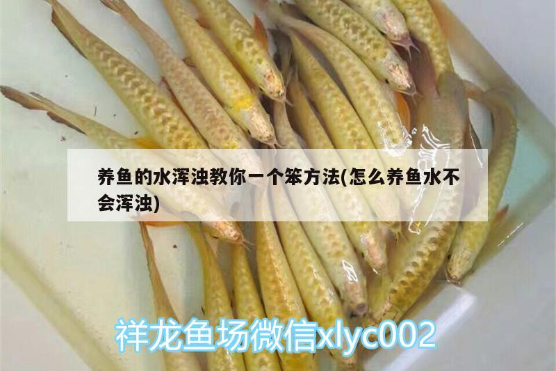 養(yǎng)魚的水渾濁教你一個(gè)笨方法(怎么養(yǎng)魚水不會(huì)渾濁)