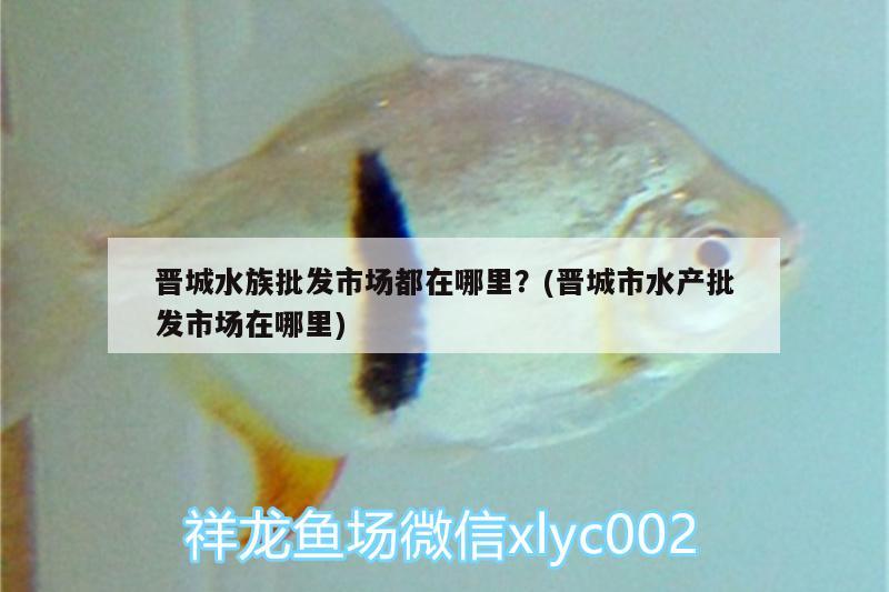 晉城水族批發(fā)市場都在哪里？(晉城市水產(chǎn)批發(fā)市場在哪里)