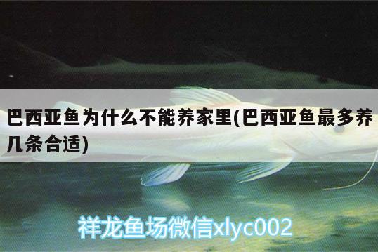 巴西亞魚為什么不能養(yǎng)家里(巴西亞魚最多養(yǎng)幾條合適) 巴西亞魚