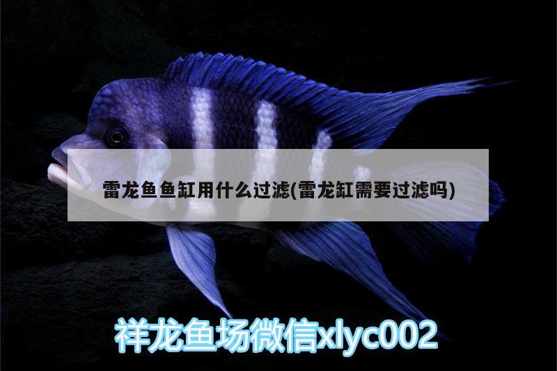 雷龍魚魚缸用什么過濾(雷龍缸需要過濾嗎)