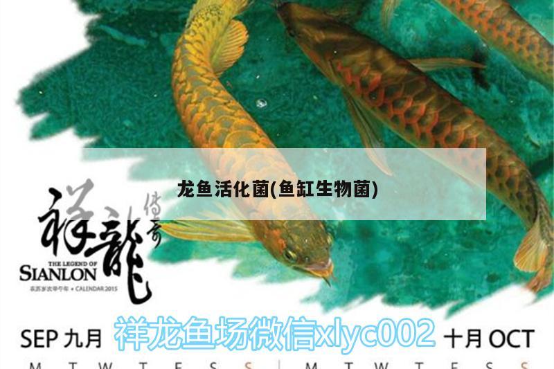 龍魚活化菌(魚缸生物菌) 白條過背金龍魚 第2張