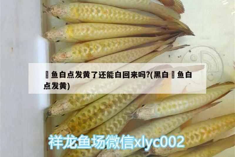 魟魚白點發(fā)黃了還能白回來嗎?(黑白魟魚白點發(fā)黃)