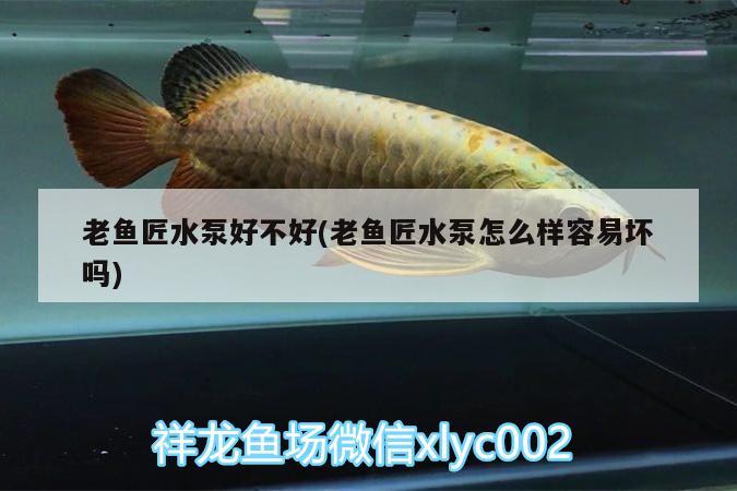 老魚匠水泵好不好(老魚匠水泵怎么樣容易壞嗎) 老魚匠