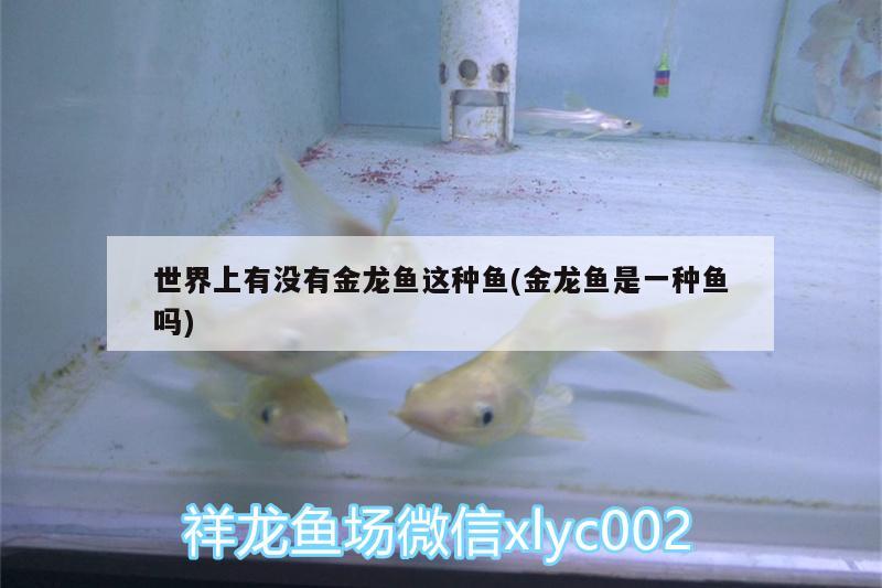 世界上有沒有金龍魚這種魚(金龍魚是一種魚嗎)