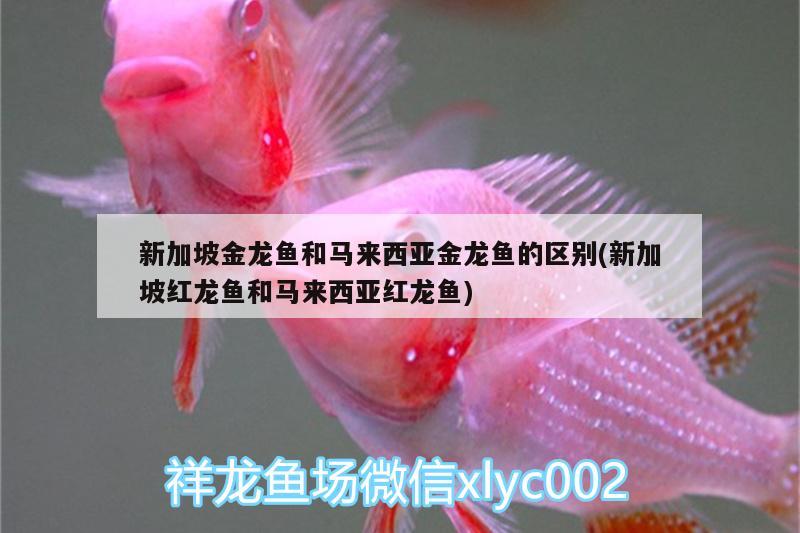 新加坡金龍魚和馬來西亞金龍魚的區(qū)別(新加坡紅龍魚和馬來西亞紅龍魚) 觀賞魚飼料