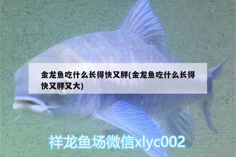 金龍魚吃什么長得快又胖(金龍魚吃什么長得快又胖又大) 狗仔（招財(cái)貓)魚苗