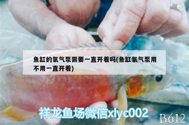 魚缸的氧氣泵需要一直開著嗎(魚缸氧氣泵用不用一直開著) 觀賞魚企業(yè)目錄