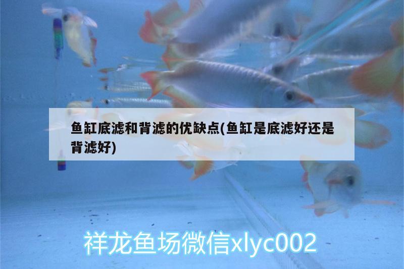 魚(yú)缸底濾和背濾的優(yōu)缺點(diǎn)(魚(yú)缸是底濾好還是背濾好)