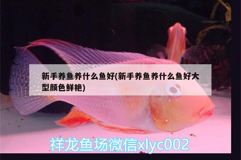 新手養(yǎng)魚養(yǎng)什么魚好(新手養(yǎng)魚養(yǎng)什么魚好大型顏色鮮艷) 白子銀版魚