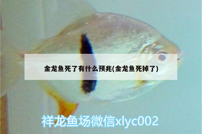 金龍魚死了有什么預(yù)兆(金龍魚死掉了)