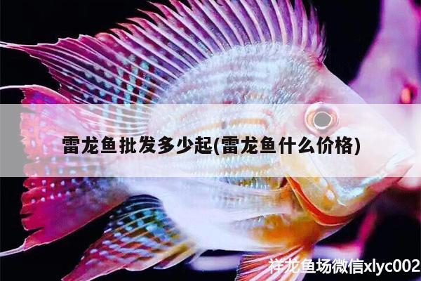 雷龍魚批發(fā)多少起(雷龍魚什么價格)