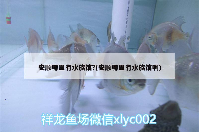 安順哪里有水族館?(安順哪里有水族館啊) 白子黑帝王魟魚