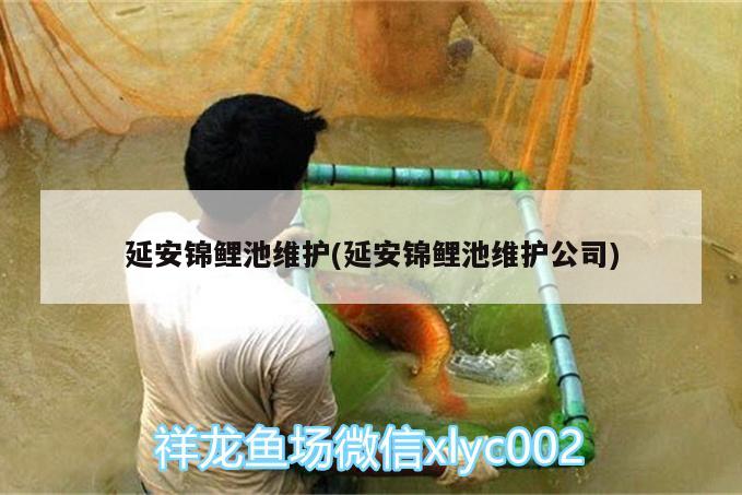 延安錦鯉池維護(hù)(延安錦鯉池維護(hù)公司) 觀賞魚(yú)飼料