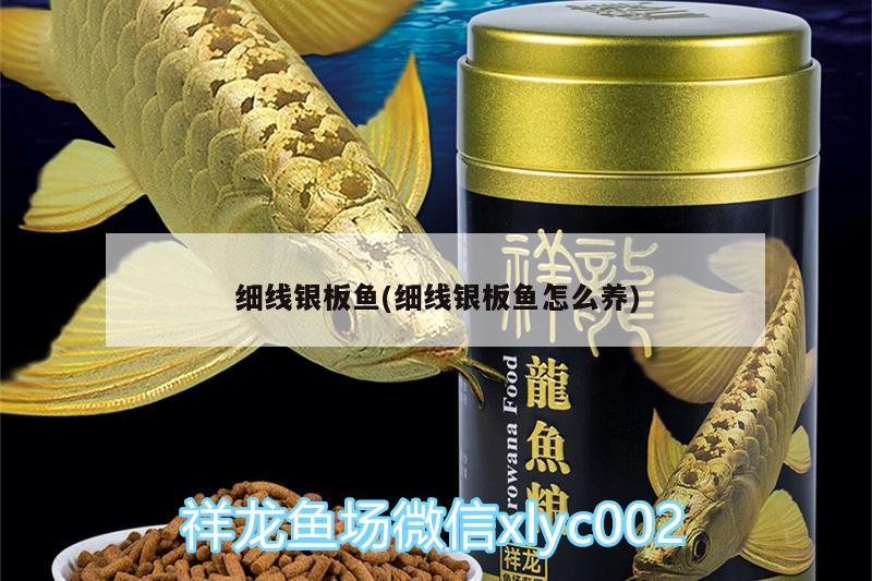 細(xì)線銀板魚(細(xì)線銀板魚怎么養(yǎng)) 魚缸清潔用具