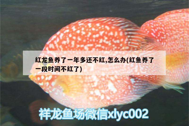 紅龍魚養(yǎng)了一年多還不紅,怎么辦(紅魚養(yǎng)了一段時(shí)間不紅了)