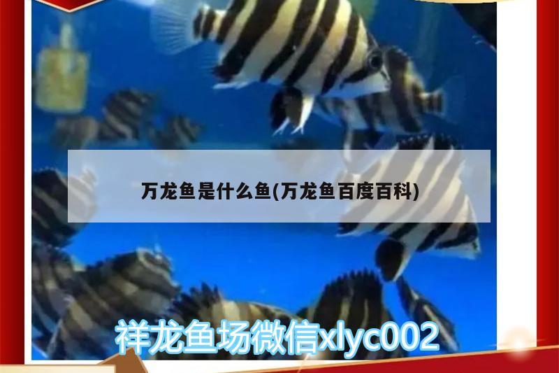 萬(wàn)龍魚(yú)是什么魚(yú)(萬(wàn)龍魚(yú)百度百科) 魚(yú)糧魚(yú)藥