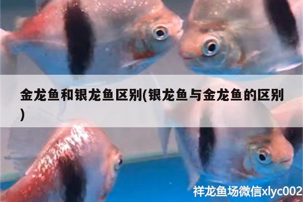 金龍魚和銀龍魚區(qū)別(銀龍魚與金龍魚的區(qū)別)