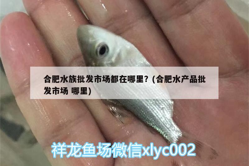 合肥水族批發(fā)市場都在哪里？(合肥水產(chǎn)品批發(fā)市場哪里) 觀賞魚水族批發(fā)市場