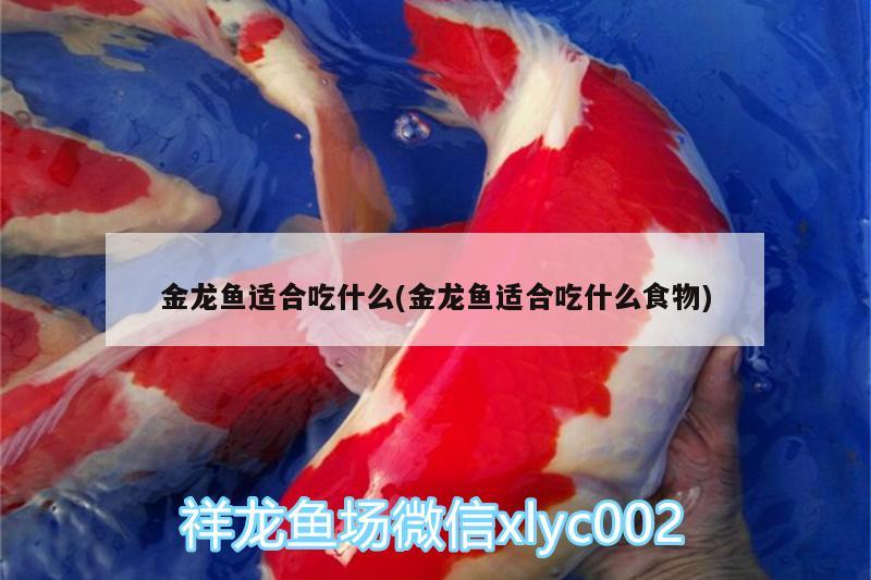 金龍魚適合吃什么(金龍魚適合吃什么食物)