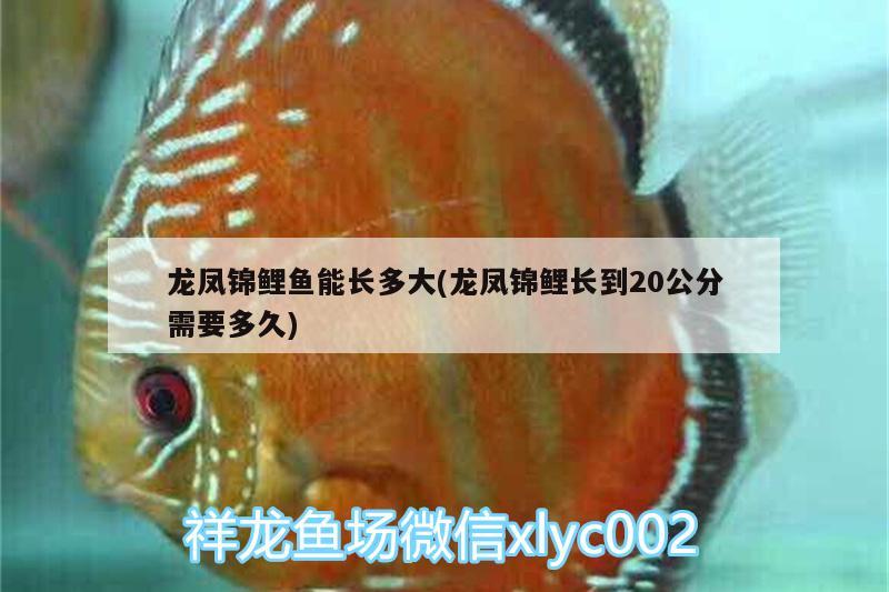 龍鳳錦鯉魚能長多大(龍鳳錦鯉長到20公分需要多久) 虎魚魚苗