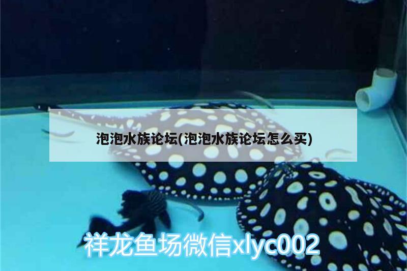 泡泡水族論壇(泡泡水族論壇怎么買) 白寫錦鯉魚