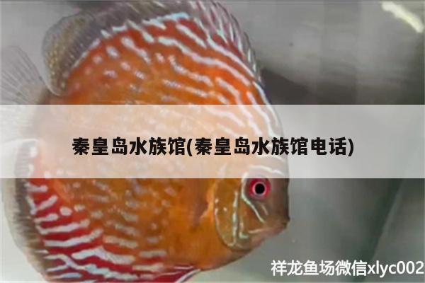 秦皇島水族館(秦皇島水族館電話) 水族燈（魚缸燈）