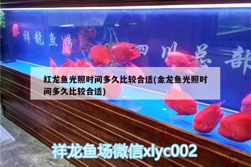 紅龍魚(yú)光照時(shí)間多久比較合適(金龍魚(yú)光照時(shí)間多久比較合適)