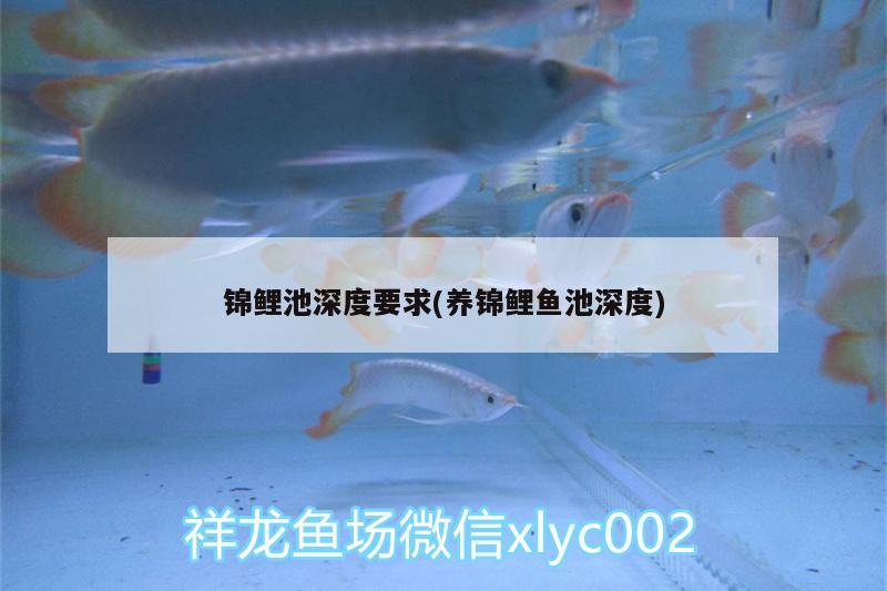 錦鯉池深度要求(養(yǎng)錦鯉魚池深度) 觀賞魚飼料