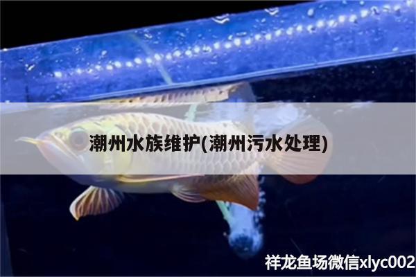 潮州水族維護(潮州污水處理) 大湖紅龍魚