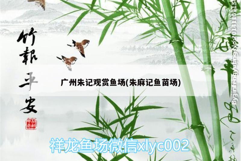 廣州朱記觀賞魚場(朱麻記魚苗場) 狗仔（招財貓)魚苗