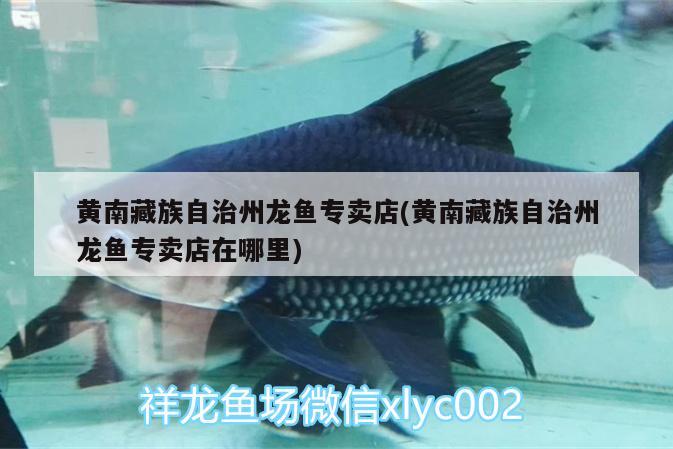 黃南藏族自治州龍魚專賣店(黃南藏族自治州龍魚專賣店在哪里) 二氧化碳設(shè)備