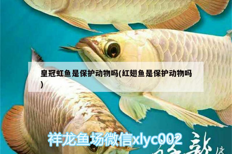 皇冠虹魚是保護(hù)動(dòng)物嗎(紅翅魚是保護(hù)動(dòng)物嗎)