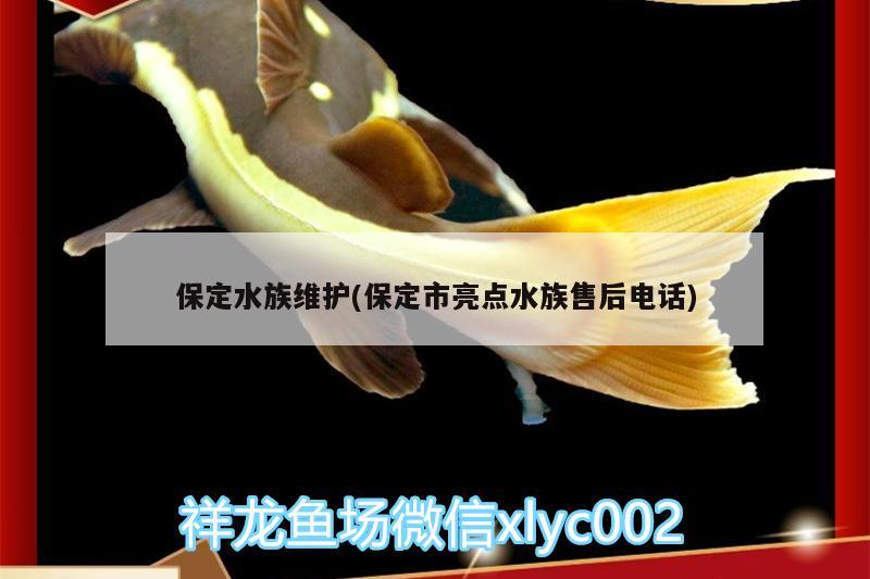 保定水族維護(保定市亮點水族售后電話) 魚缸百科