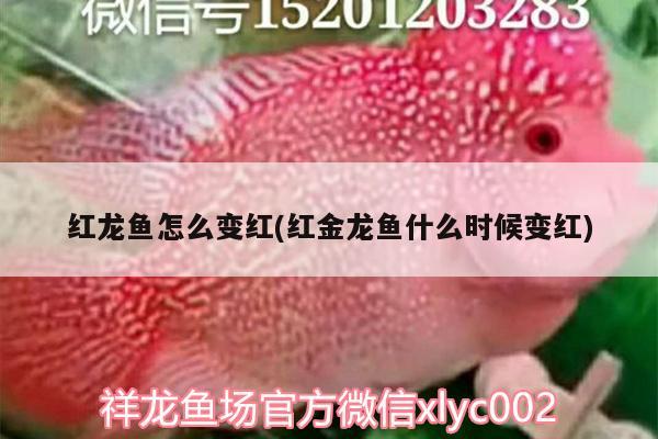 紅龍魚怎么變紅(紅金龍魚什么時(shí)候變紅) 祥龍水族護(hù)理水