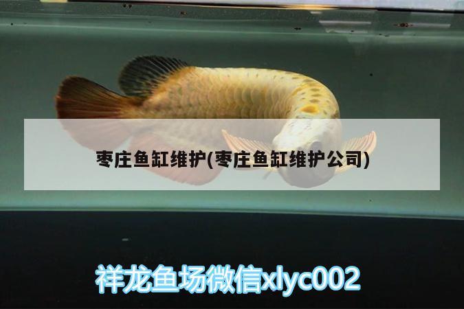 棗莊魚(yú)缸維護(hù)(棗莊魚(yú)缸維護(hù)公司)