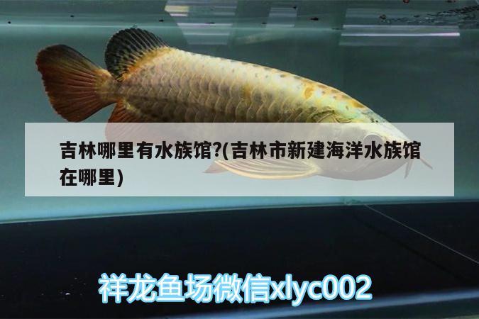 吉林哪里有水族館?(吉林市新建海洋水族館在哪里)