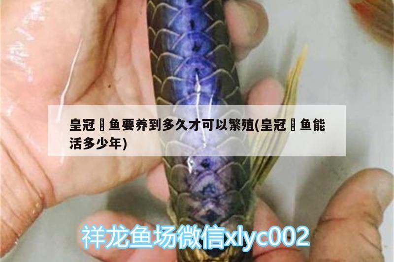 皇冠魟魚(yú)要養(yǎng)到多久才可以繁殖(皇冠魟魚(yú)能活多少年)