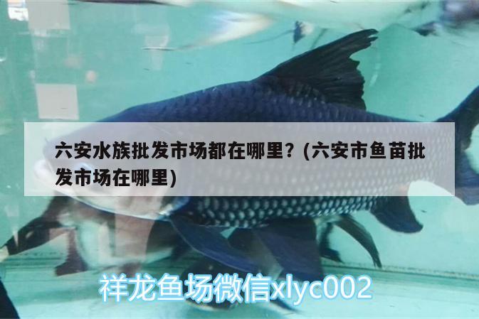 六安水族批發(fā)市場(chǎng)都在哪里？(六安市魚苗批發(fā)市場(chǎng)在哪里) 觀賞魚水族批發(fā)市場(chǎng)