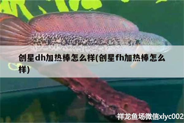 創(chuàng)星dh加熱棒怎么樣(創(chuàng)星fh加熱棒怎么樣) 廣州龍魚批發(fā)市場