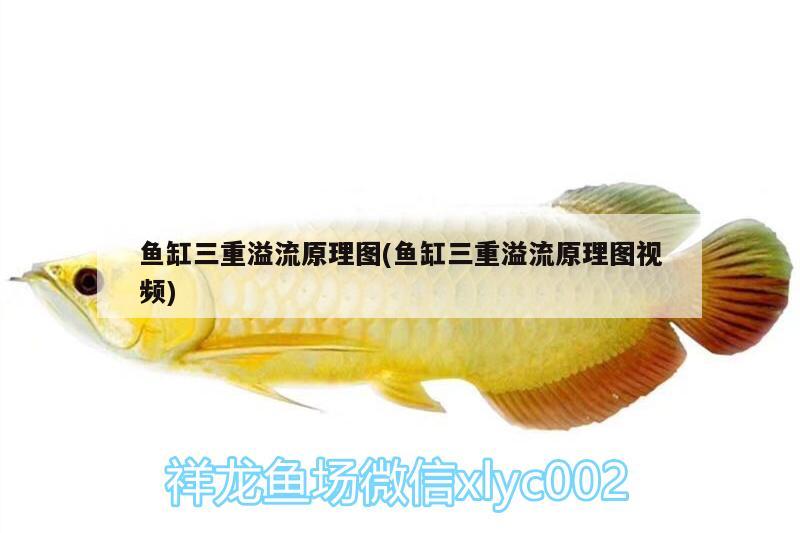 魚(yú)缸三重溢流原理圖(魚(yú)缸三重溢流原理圖視頻) 龍魚(yú)百科