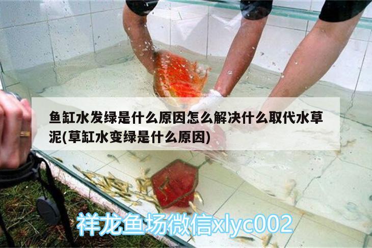 魚缸水發(fā)綠是什么原因怎么解決什么取代水草泥(草缸水變綠是什么原因) 水草