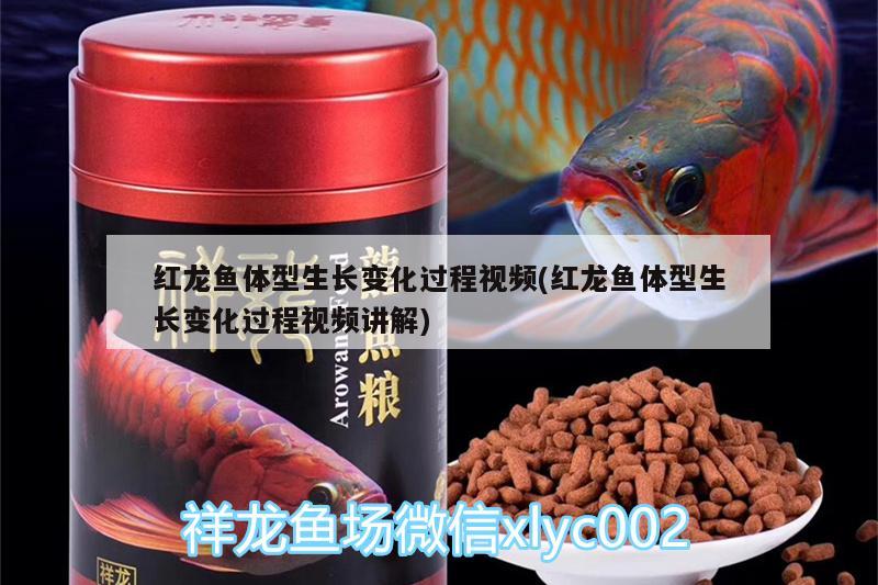 紅龍魚體型生長(zhǎng)變化過(guò)程視頻(紅龍魚體型生長(zhǎng)變化過(guò)程視頻講解)