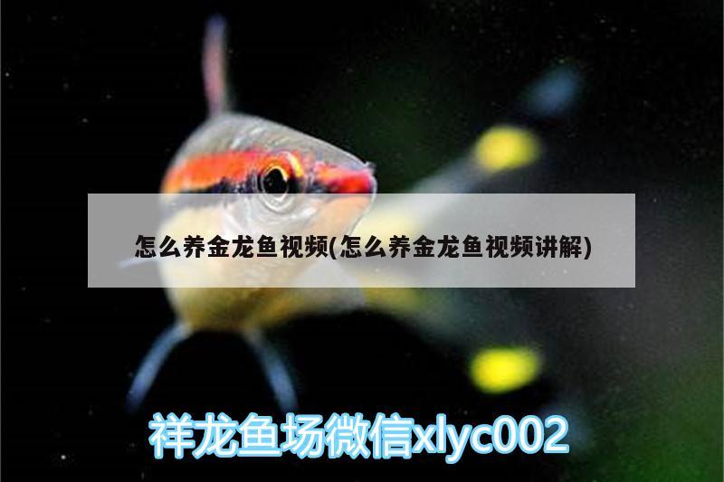 怎么養(yǎng)金龍魚視頻(怎么養(yǎng)金龍魚視頻講解) 錦鯉魚百科