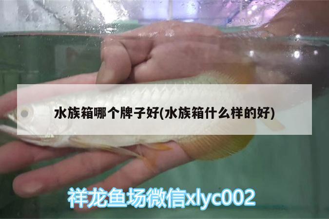 水族箱哪個牌子好(水族箱什么樣的好) 魚缸/水族箱