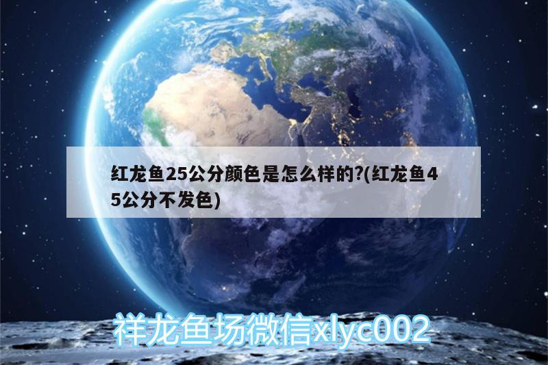 紅龍魚(yú)25公分顏色是怎么樣的?(紅龍魚(yú)45公分不發(fā)色) 金三間魚(yú)