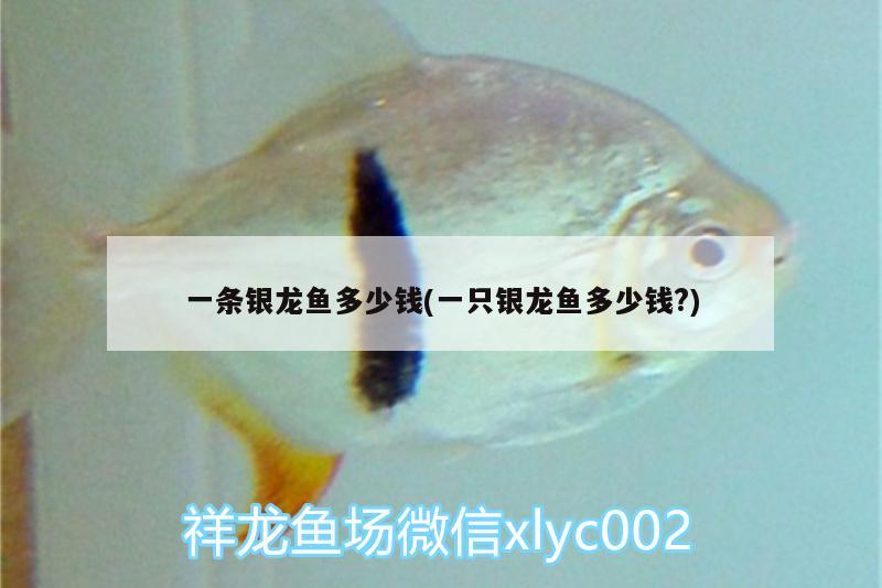 一條銀龍魚多少錢(一只銀龍魚多少錢?)