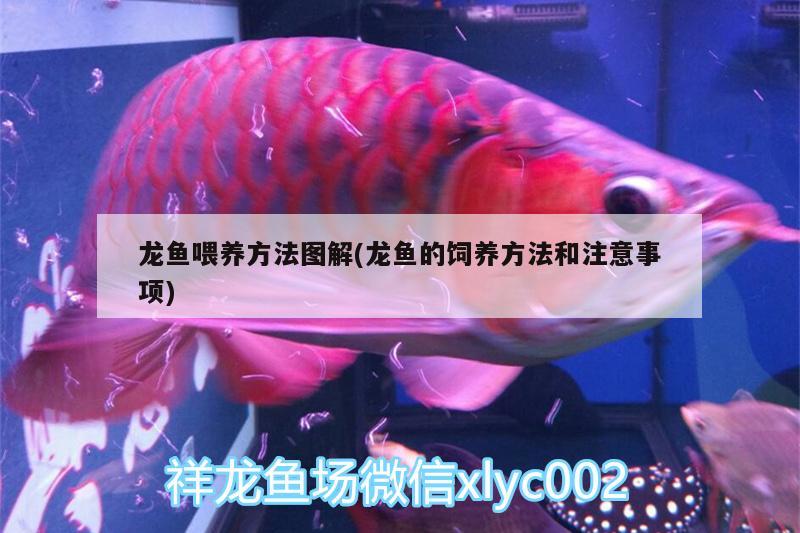 龍魚喂養(yǎng)方法圖解(龍魚的飼養(yǎng)方法和注意事項(xiàng)) 赤荔鳳冠魚