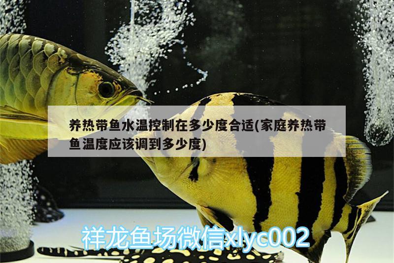 養(yǎng)熱帶魚水溫控制在多少度合適(家庭養(yǎng)熱帶魚溫度應該調(diào)到多少度)