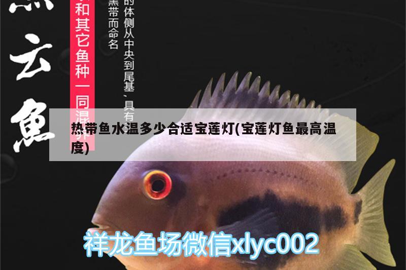 熱帶魚(yú)水溫多少合適寶蓮燈(寶蓮燈魚(yú)最高溫度)